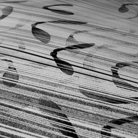 Sycamore seed, detail