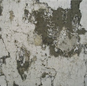 Concrete Ostrich, 2011