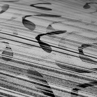 Kai & Sunny - Sycamore seed, detail